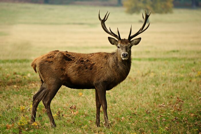 A majestic deer in a field, representing interesting facts about wildlife and the natural world.
