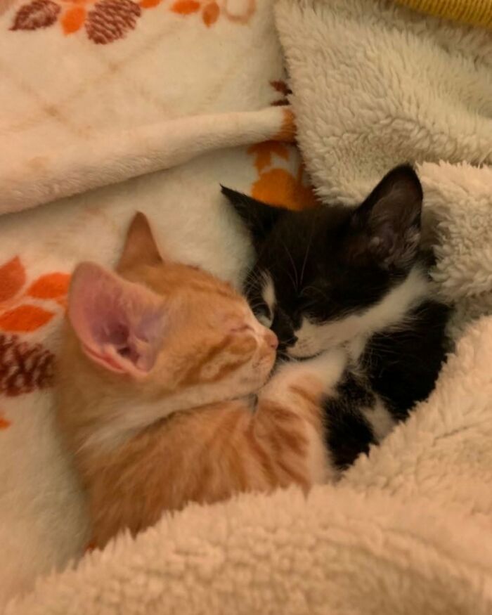 Two cute cat photos, an orange and a black kitten, snuggled together under a soft blanket, looking peaceful and warm.