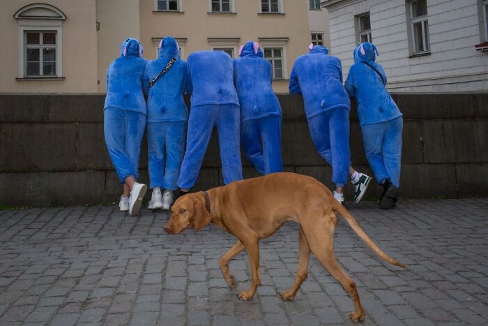 A serendipitous moment captured by a street photographer showing a Vizsla dog walking past six people in blue animal onesies.