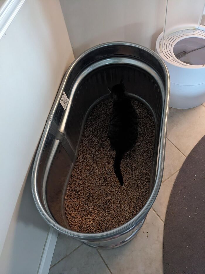 A black cat in a large metal tub used as a litter box, showing a freaked out home.