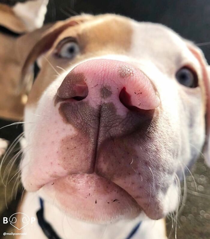 A close-up of a white and brown dog's pink animal nose with light brown spots and blue eyes, perfect for a boop.