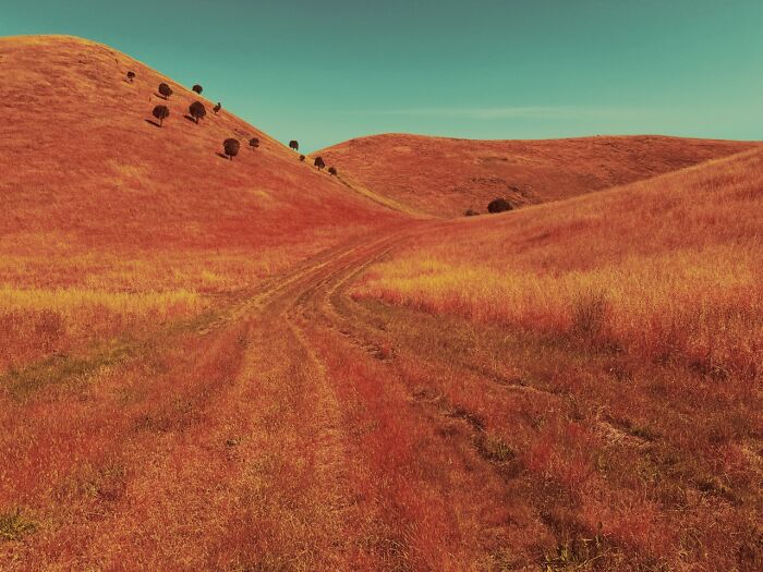 Rolling golden hills with scattered trees under a clear sky, an extraordinary winning iPhone Photography Award photo.
