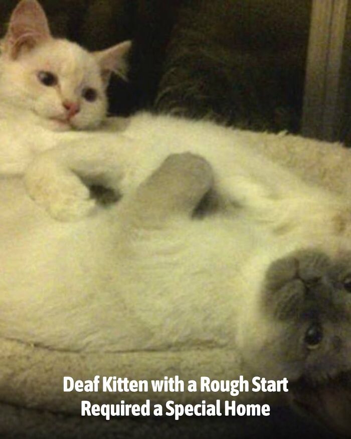 Two animals, white kittens, one looking at the camera while lying on its back, and another resting its head on the first, showcasing lives changed.