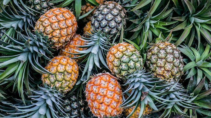A top-down view of several pineapples with their green tops, representing interesting facts about fruit.