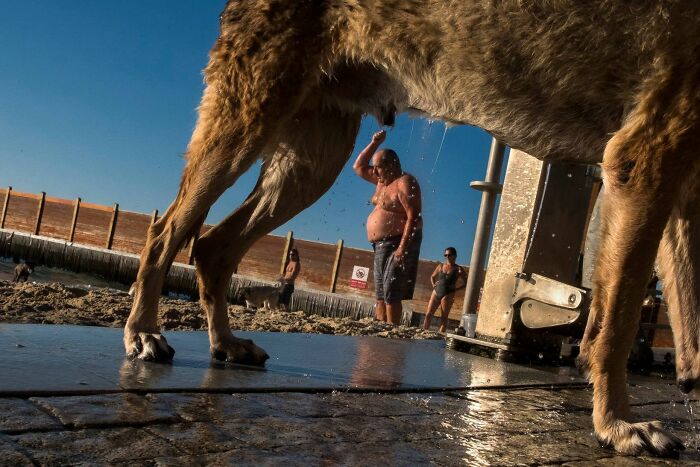 This Photographer Roams The Streets Looking For Unforgettable Dog Moments, And Here Are 50 Of His Best Finds