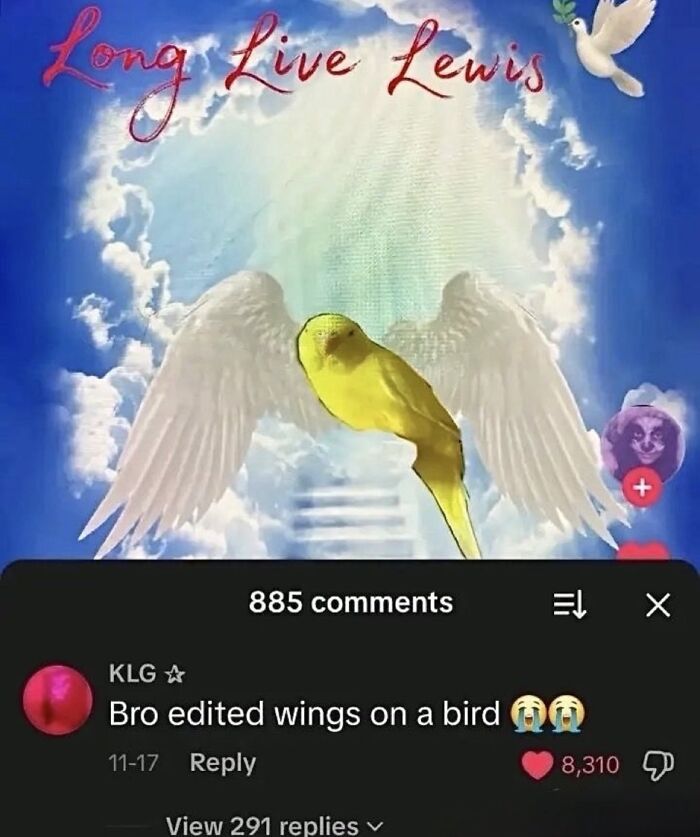 A respectful meme showing a bird with edited wings and a comment, a relatable image intended to boost morale.