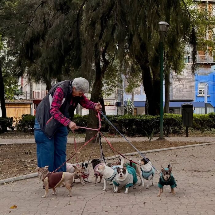 A person walking multiple small dogs on leashes in a park. An interesting animal street photo.