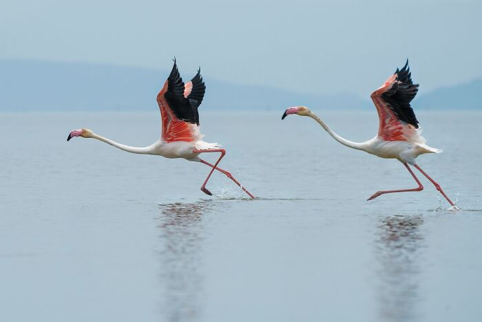 Two flamingos with pink and black wings running across water, demonstrating interesting facts about birds.