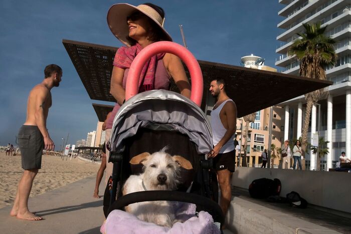 This Photographer Roams The Streets Looking For Unforgettable Dog Moments, And Here Are 50 Of His Best Finds