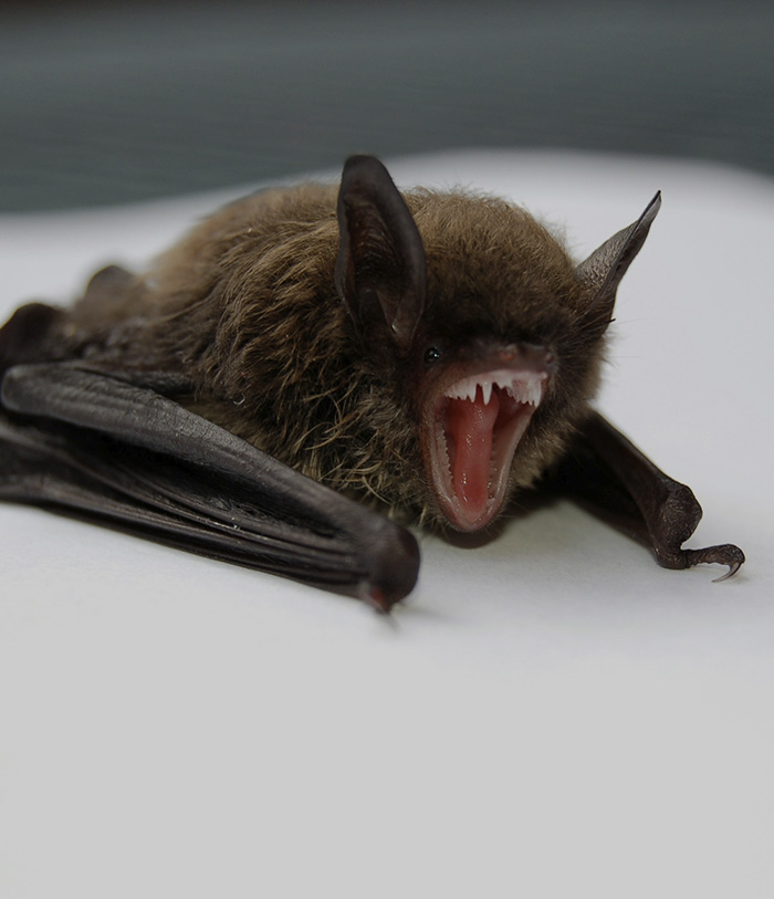 A close-up of a bat with its mouth open, symbolizing the bat that woke up the Canadian boy. A close-up of a bat with its mouth open, symbolizing the bat that woke up the Canadian boy.