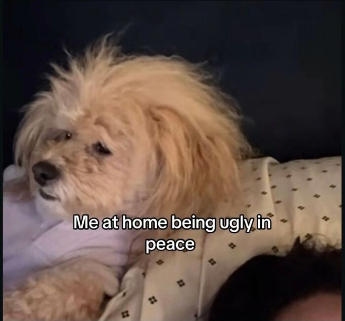A fluffy dog with messy hair under a blanket, looking disheveled but peaceful, a relatable meme.