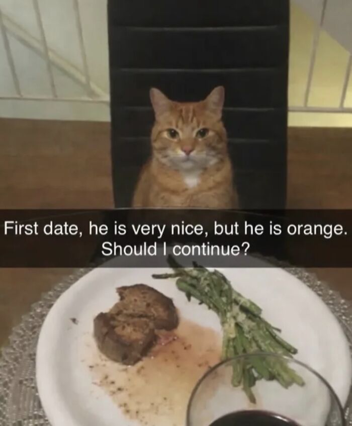 A respectful meme shows an orange cat on a first date, with a meal and wine, asking if it should continue.