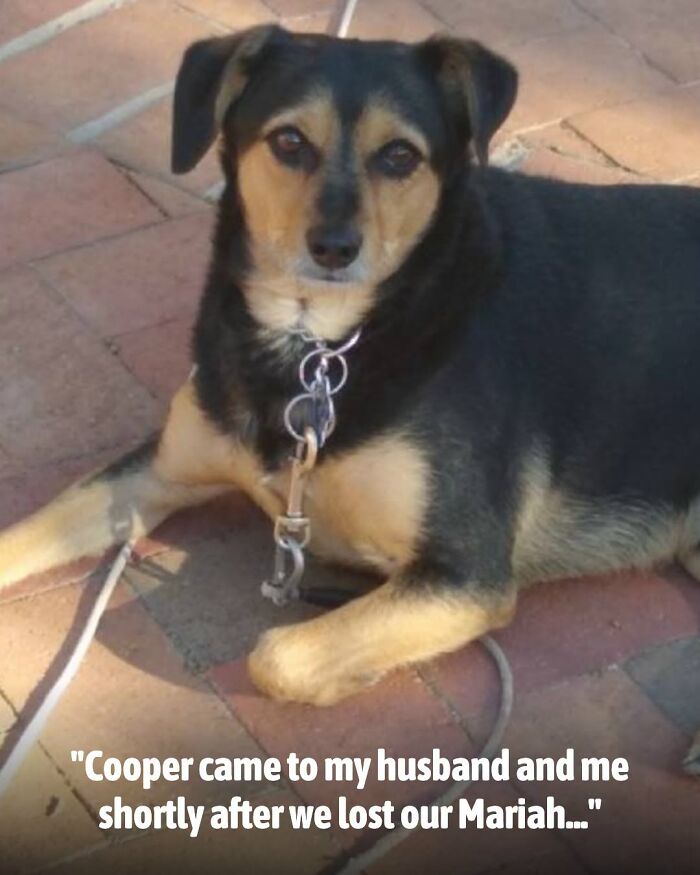 A black and tan dog with a chain collar lies on a brick patio, representing animals whose lives changed.