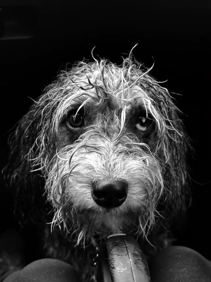 Close-up black and white street photo of a wet dog with shaggy fur looking directly at the camera. An interesting animal.