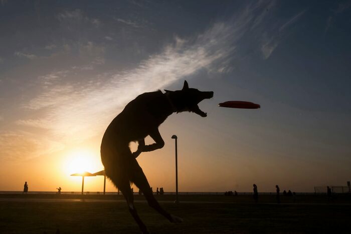 This Photographer Roams The Streets Looking For Unforgettable Dog Moments, And Here Are 50 Of His Best Finds