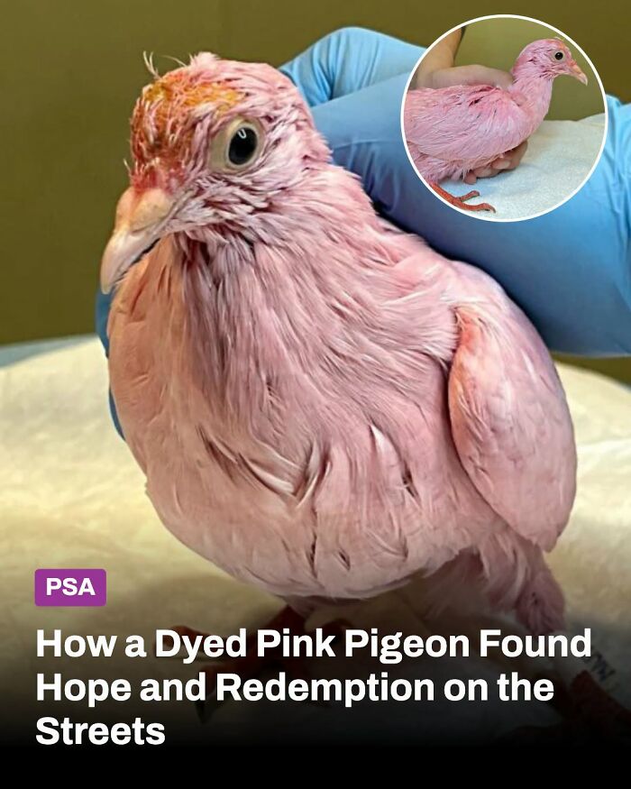 A small, pink pigeon being held by a gloved hand; an inset shows its prior distressed state. Animals whose lives changed.
