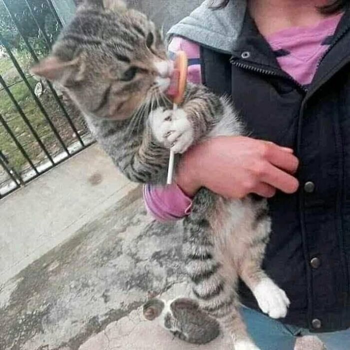 A tabby cat held by a person, licking a lollipop, showcasing a hilarious cat moment.