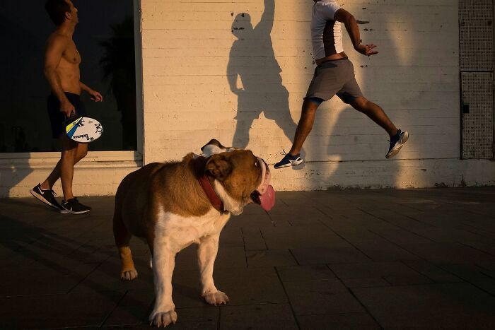 This Photographer Roams The Streets Looking For Unforgettable Dog Moments, And Here Are 50 Of His Best Finds