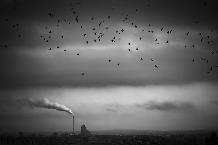 Black and white iPhone Photography Award winning photo of a smokestack polluting the sky with birds flying above.