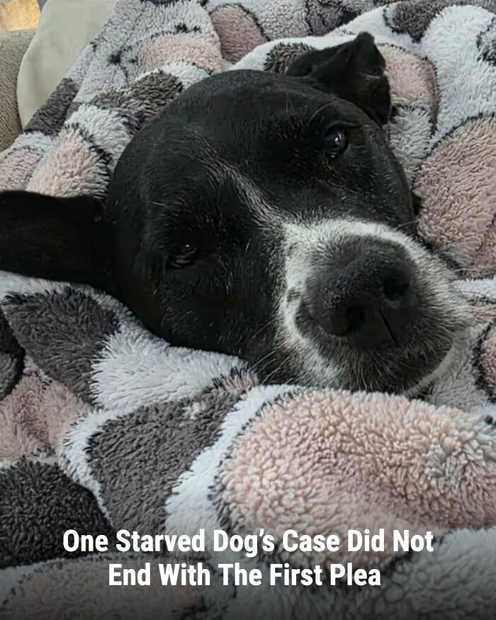 A black and white dog rests comfortably on a patterned blanket, an image of animals whose lives changed.