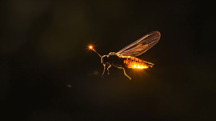 A glowing firefly in mid-flight against a dark background, showing interesting facts about bioluminescence.