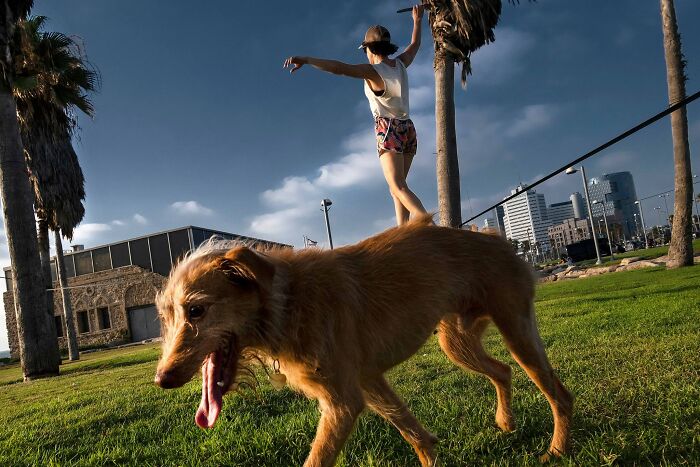 This Photographer Roams The Streets Looking For Unforgettable Dog Moments, And Here Are 50 Of His Best Finds