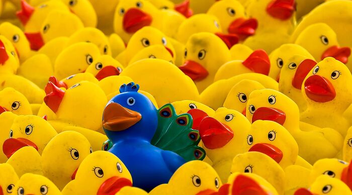 A blue rubber duck stands out in a crowd of yellow rubber ducks, challenging viewers to spot the imposter in a general knowledge quiz.