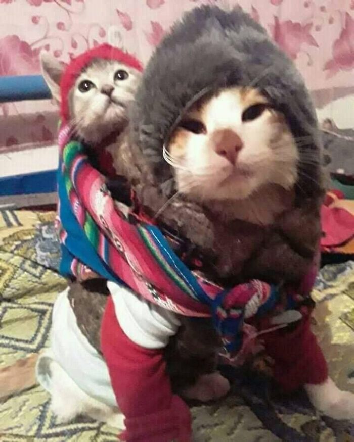 Hilarious cat moments: Two cats dressed in funny clothes, one with a red hat and colorful wrap, the other in a grey hood.