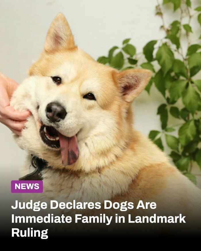 A happy, light-furred animal, a dog, with its cheeks playfully pulled, sticking out its tongue, illustrating the lives changed.