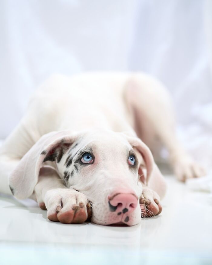 Domestic Animals Category, Nominee: "Lennon At Three Months" By Fred Levy