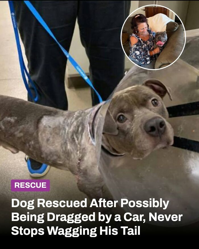 A rescued animal, a dog, with visible injuries on its side and an e-collar, with an inset of the dog being held by a woman, showing the lives changed.