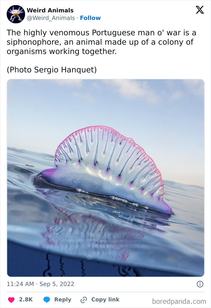 A Portuguese man o' war, a fantastical animal, with a translucent, pink-purple float on the ocean surface.