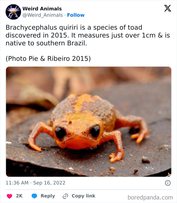 A tiny orange Brachycephalus quiriri toad, a fantastical animal, with large dark eyes on a brown leaf.