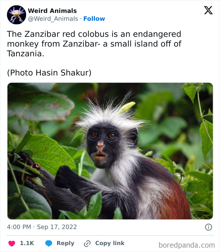 A Zanzibar red colobus monkey, a fantastical animal, with a shocked expression amidst green leaves.