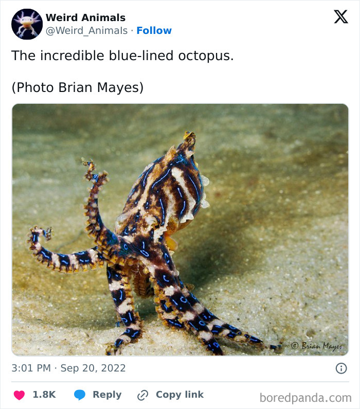 A vibrant blue-lined octopus, a fantastical animal, with intricate patterns, standing on the ocean floor.