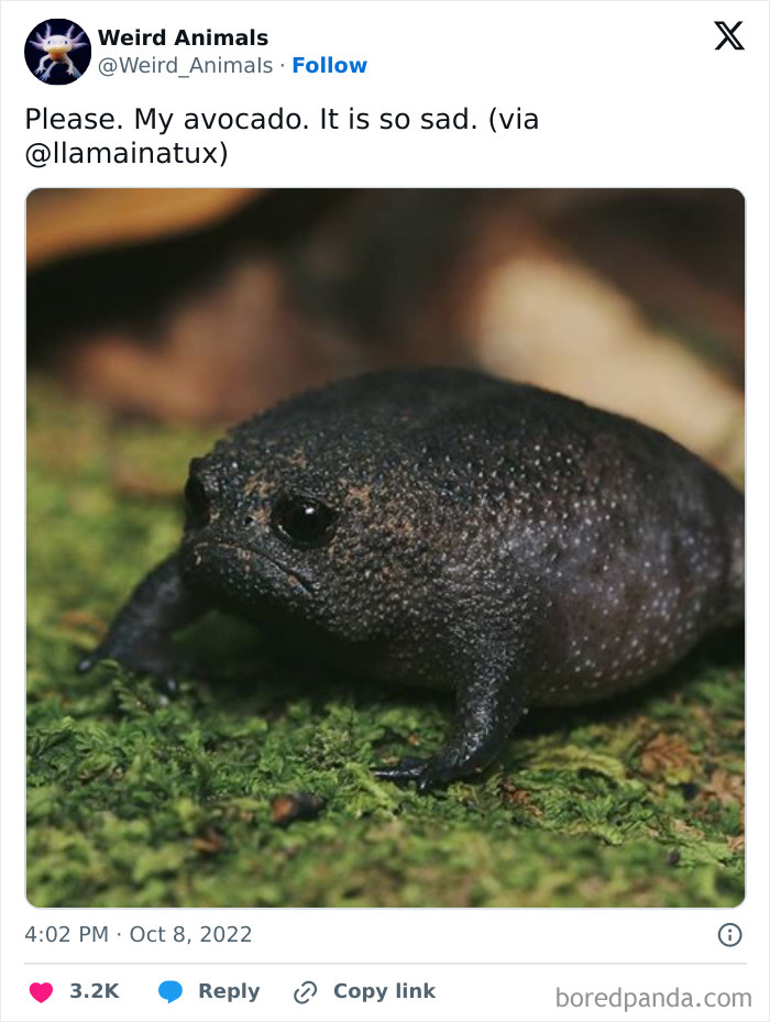 A black rain frog, a fantastical animal, with a sad expression on a bed of green moss.
