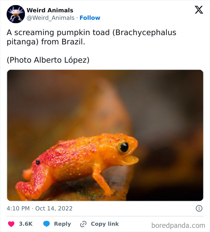 A screaming pumpkin toad (Brachycephalus pitanga) from Brazil, one of many fantastical animals.