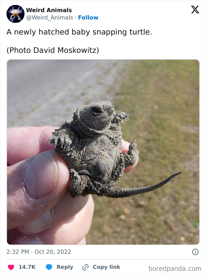A newly hatched baby snapping turtle held by fingers, one of many fantastical animals.