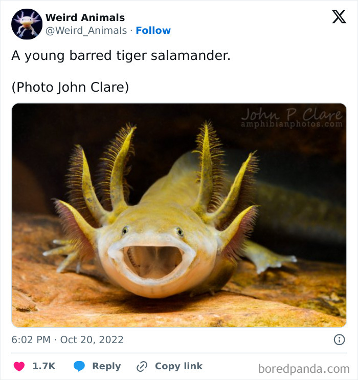 A young barred tiger salamander with open mouth, displaying its unique gills, a fantastical animal.