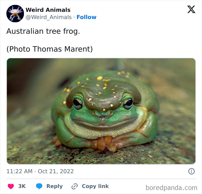 Close-up of an Australian tree frog with a content expression, among many fantastical animals.