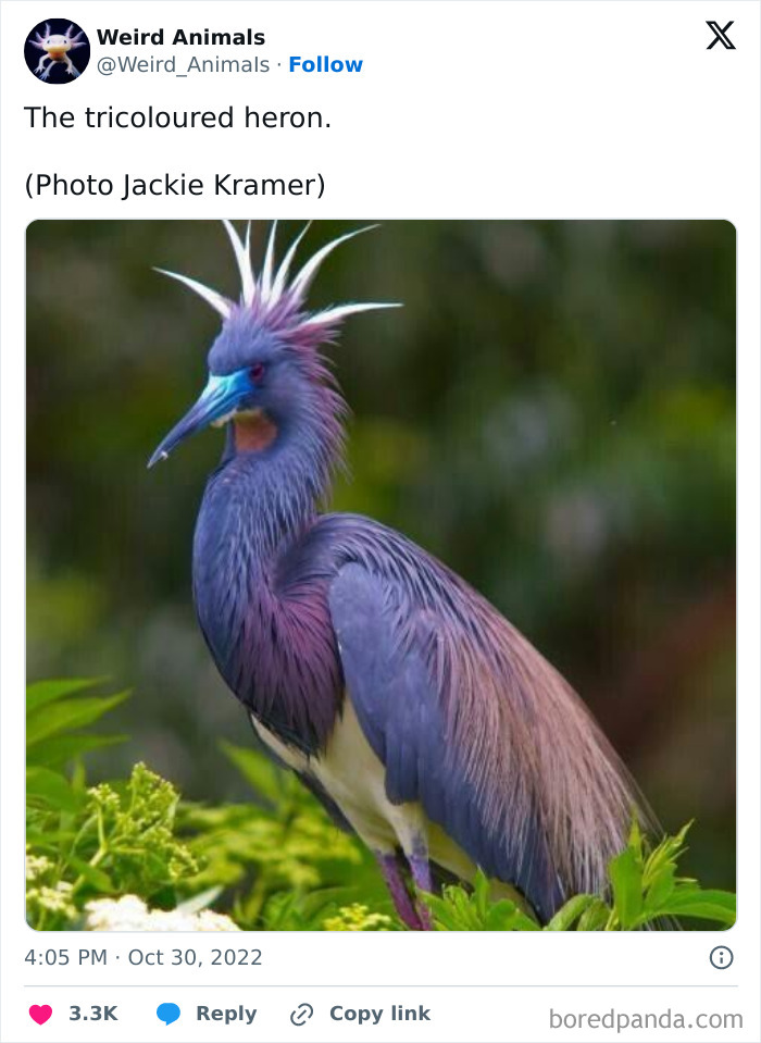 A vibrantly colored tricoloured heron, a fantastical animal with blue, purple, and white plumage.