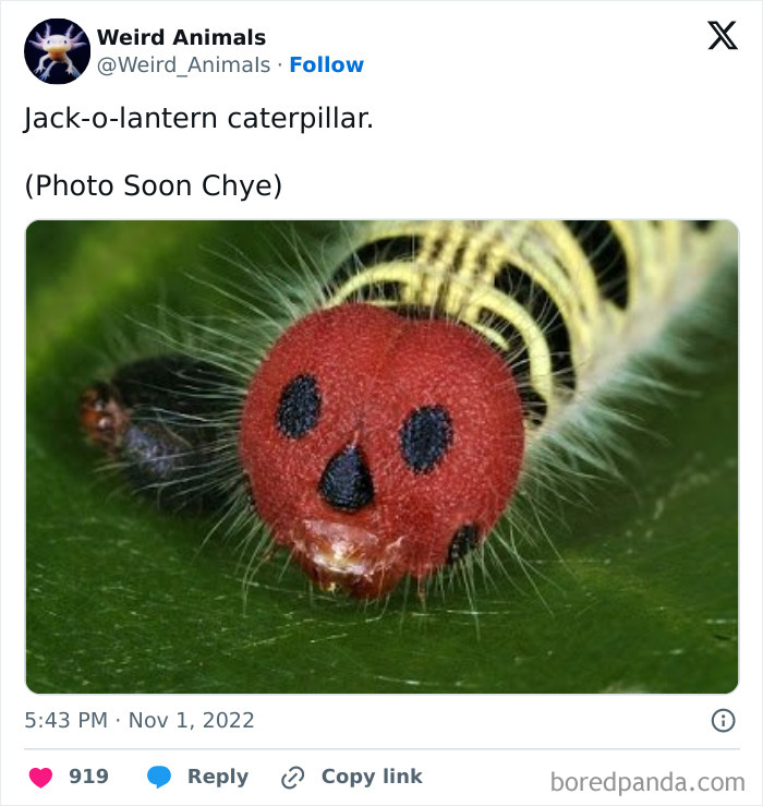 Close-up of a jack-o-lantern caterpillar, a fantastical animal with a red, skull-like head.