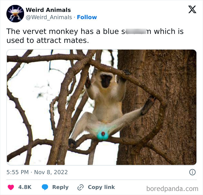 A vervet monkey displaying its blue s*****m, a fantastical animal used to attract mates.