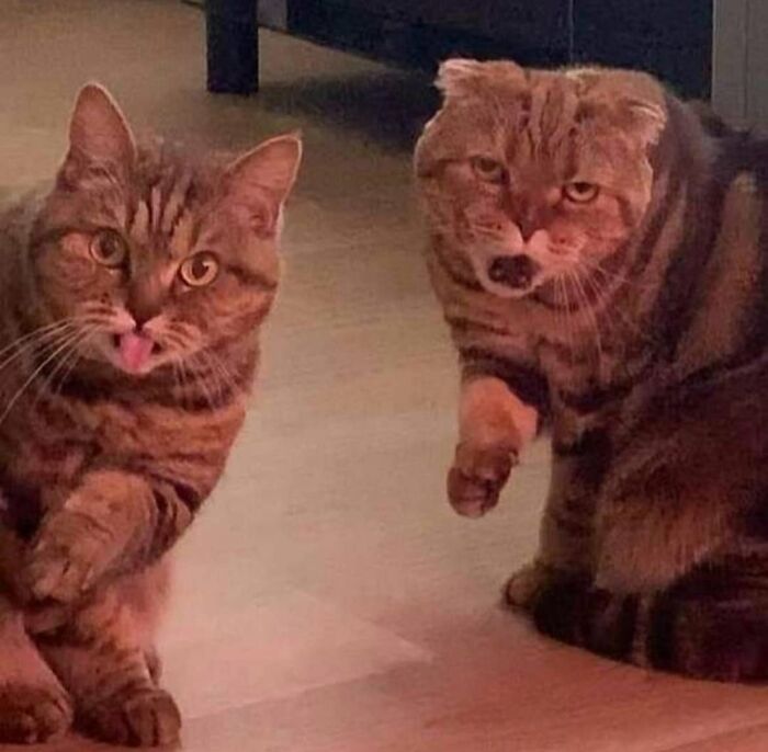 Hilarious cat moments: Two tabby cats caught on camera, one with its tongue sticking out, the other looking startled.