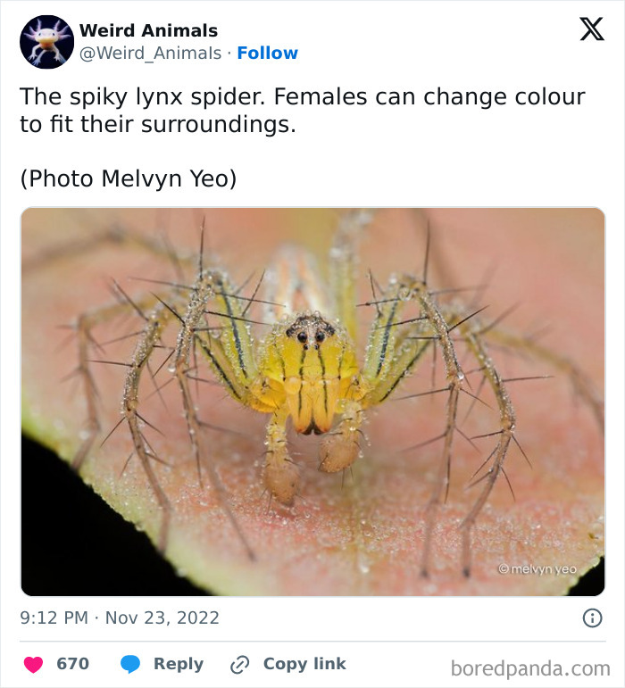 A spiky lynx spider with a yellow body and spiky legs on a leaf, a fantastical animal.