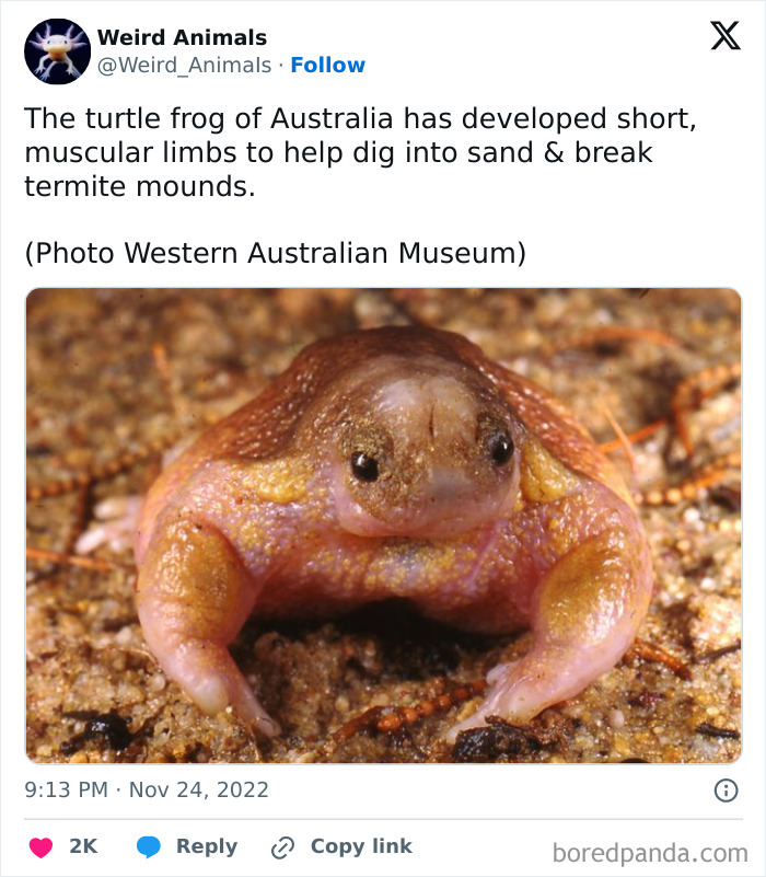 A fantastical animal, the turtle frog, with short muscular limbs.