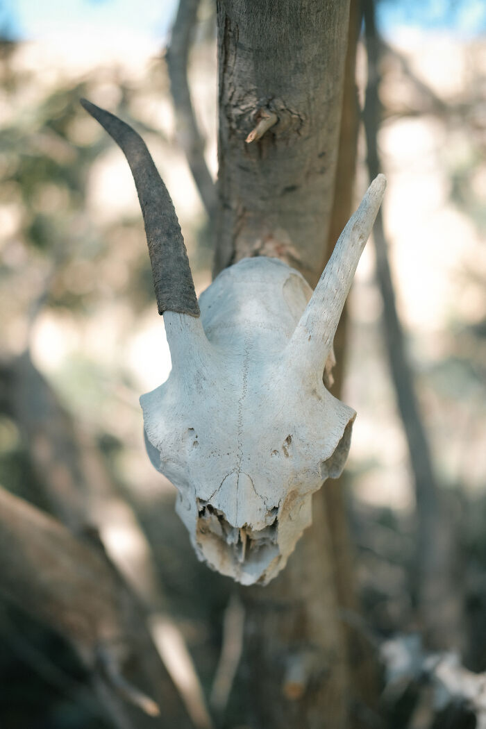 A goat skull with horns hangs from a tree branch, weathered and stark against a blurred background in the Strait of Hormuz.