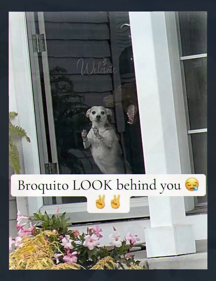 A white dog standing on its hind legs, looking out a window. Text below reads, 'Broquito LOOK behind you,' with a terrifying reflection in the window. This image is a weird meme.