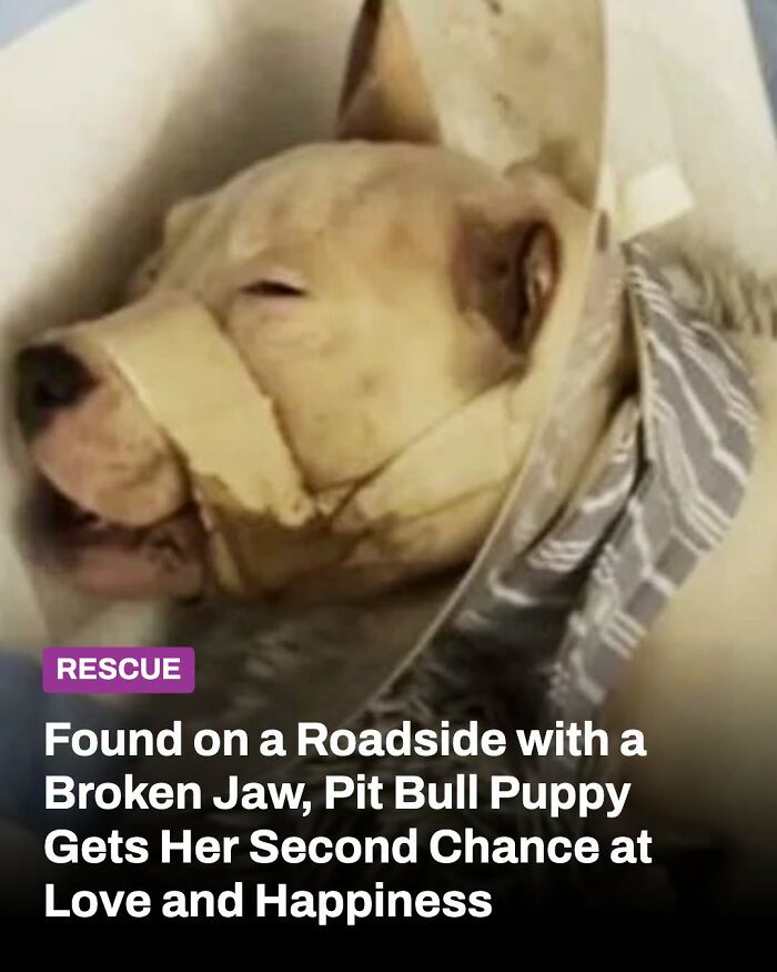 A puppy with a bandaged face, an animal whose life changed, gets a second chance after receiving help.