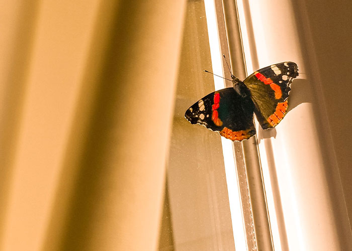 A beautiful butterfly sitting on a window, highlighting the concept of reality break.